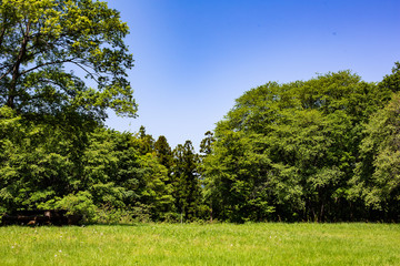 里山　森と野原　日本　緑と青空