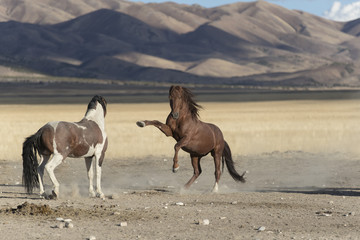Onaqui Herd wild mustangs in the Great Desert Basin, Utah USA