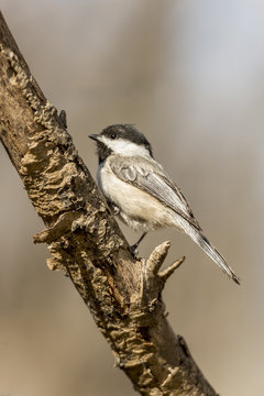 Chickadee (disambiguation)