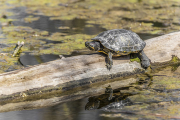 Painted turtle   (Chrysemys picta)