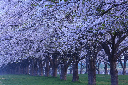 桜並木