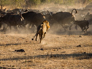 Lions at Sabi Sabi - 2017