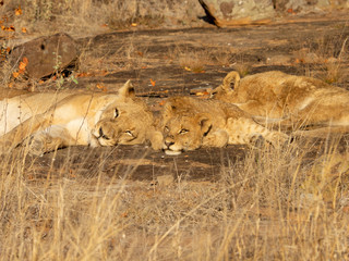 Lions at Sabi Sabi - 2017