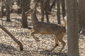 White-tailed deer (Odocoileus virginianus)