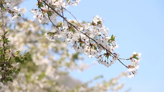 桜　青空　動画素材