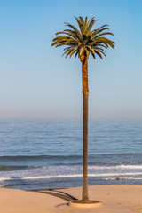 Obraz premium Iconic Canary Island date palm (Phoenix canariensis) tree at Moonlight Beach in Encinitas, California.