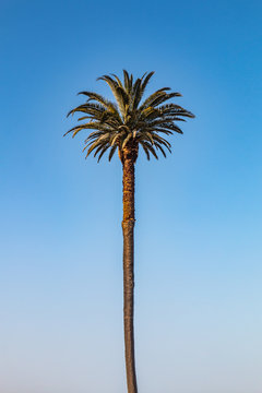 A centered Canary Island date palm tree (Phoenix canariensis).