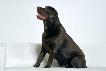 dog in front of black background