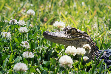 Surprise guest - American alligator on the lawn among a flowering white clover