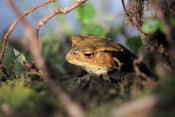 ニホンヒキガエル