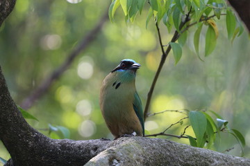Beautiful Bokeh Exotic Bird Portrait 