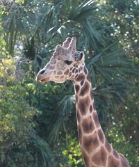 Face of a Giraffe