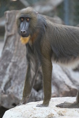 Mandrill / African Wildlife 