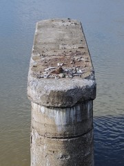 Canadian Goose nesting on concrete bridge ruin in White River State Park Indianapolis Indiana, USA.