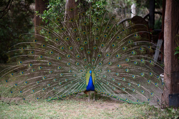 Obraz premium peacock