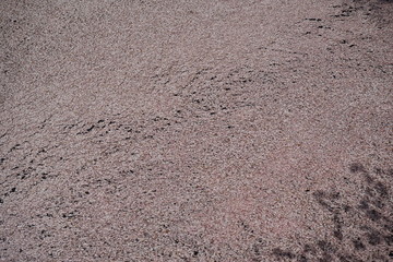 川の流れに乗る桜