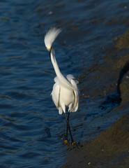 Great egret with spiky feathers, seen in the wild in a North California marsh