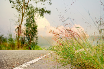 Beautiful natural with road and flowers of grass at landscape