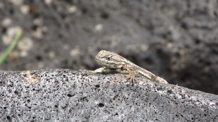 Sunning Reptile