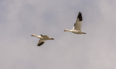  Snow geeses flying to the Arctic
