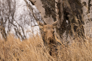 Moose Cow on cloudy afternoon 