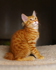 Fototapeta premium Lovely red thoroughbred kitten. Breed Kurilian Bobtail. Hypoallergenic breed of cats