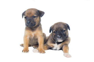 cute doggies on white background