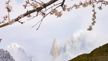 White blossum cherry flowers (Sakura)  with soft focus of cloudy lady finger mountain top, Hunza valley