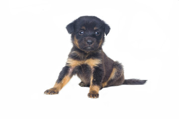 little dog on white background
