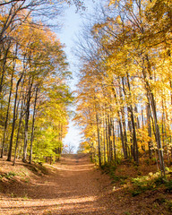 Obraz premium autumn colors in Ontario Canada provincial parks on a hiking trail during fall 