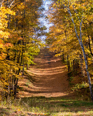 Obraz premium autumn colors in Ontario Canada provincial parks on a hiking trail during fall 