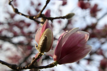 Magnolia Tree