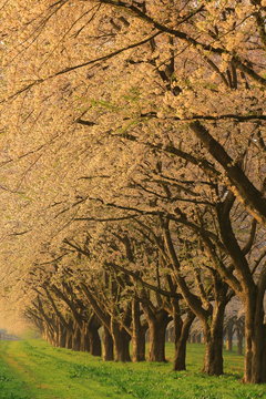 桜並木