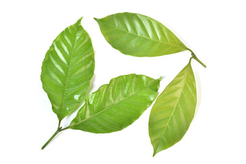 Coffee tree leaves isolated on white background