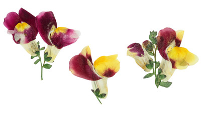 Pressed and dried flower snapdragons or antirrhinum, isolated on white