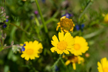 Dyer's Chamomile (yellow)