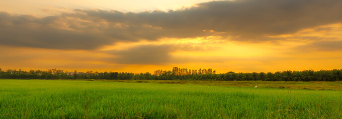 Panorama of green field with evening sky gold.