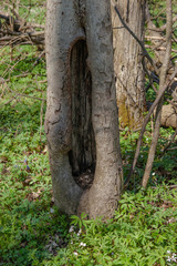 Hollow Tree with Nut shells