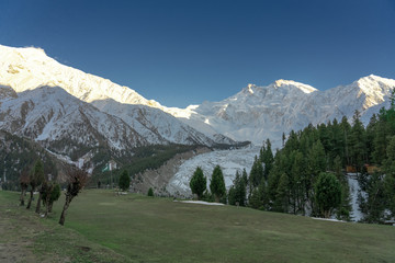 Snow capped - Nanga Parbat mountain peak in the evening with green grass meadoes and pine forrest in foreground, Fairy meadows, Gilgit, Balistan, Pakistan