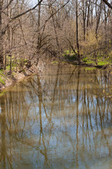 Forest Reflections in the river