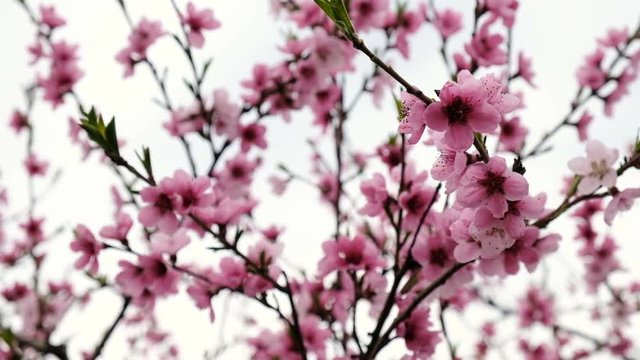 Beautiful pink blossoming peach trees. Peach flowers 