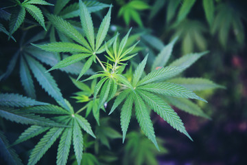 Fototapeta na wymiar Marijuana leaves plantation.