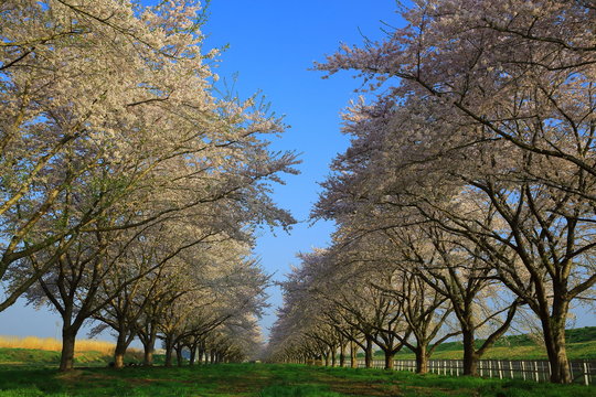 桜並木