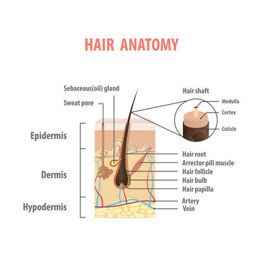 Hair anatomy illustration vector on white background. Madical concept.