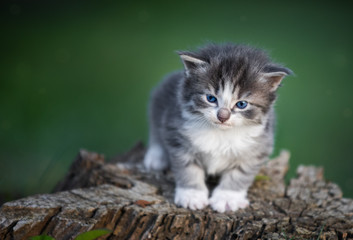 fussy kitten on log

