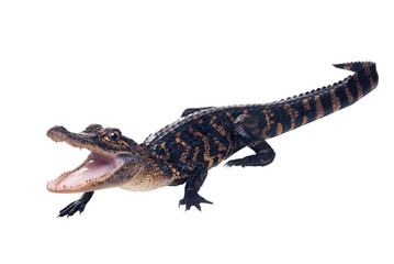 Fototapeta premium A young American alligator with open mouth full length. Isolated on white background