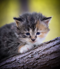 Naklejka premium Kitten on log 