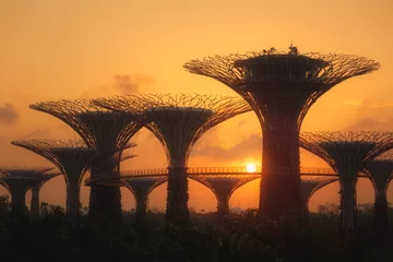 Washable wall murals Singapore SINGAPORE - February 15, 2014: Sunrise over Super Trees at Garden by the bay