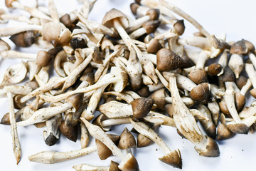 The mushroom was empty on a white background.