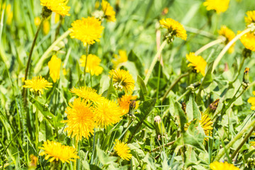 Fototapeta premium Yellow dandelion flowers (Taraxacum officinale). Dandelions field background on spring sunny day. Blooming dandelion.